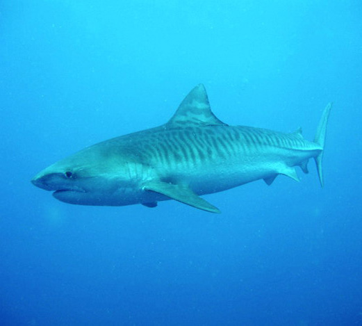 Фигурка - Тигровая акула, размер 8 х 16 х 6 см.  